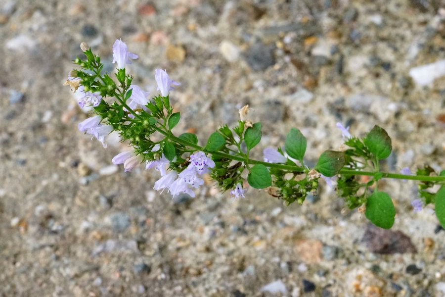 Clinopodium nepeta subsp. spruneri